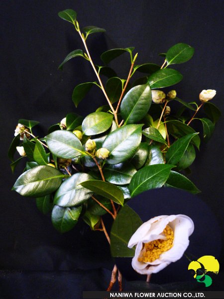 Camellia japonica Sirotama.jpg